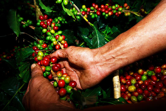 Collecting coffee beans on a Finca Tour