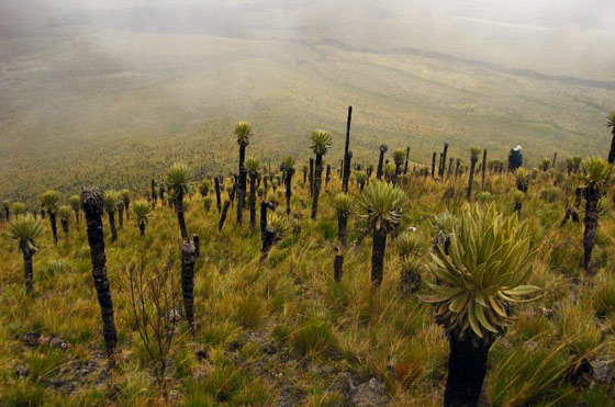 Frailejones on the slopes of Paramo de Romerales