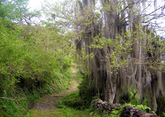 Tillandsia hangs from trees along the Camino Real route