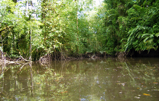 Mangroves around Ladrilleros