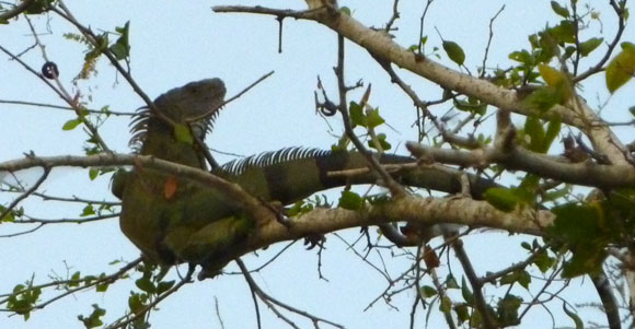 Iguana near Mompox