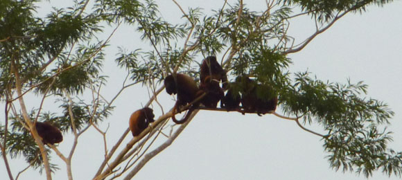 Howler monkeys near Mompox