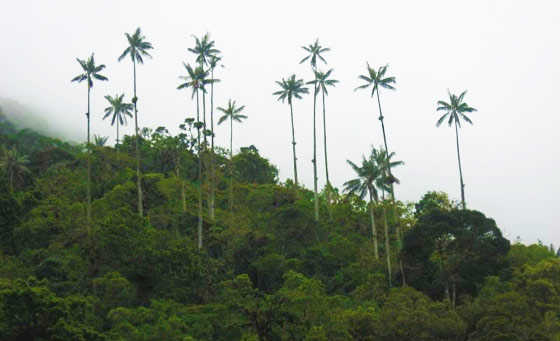 Wax palm trees, Salento, Colombia