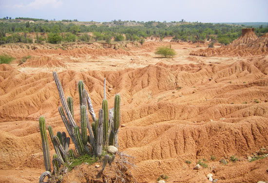 Cactus in the Tatacoa Desert near Neiva